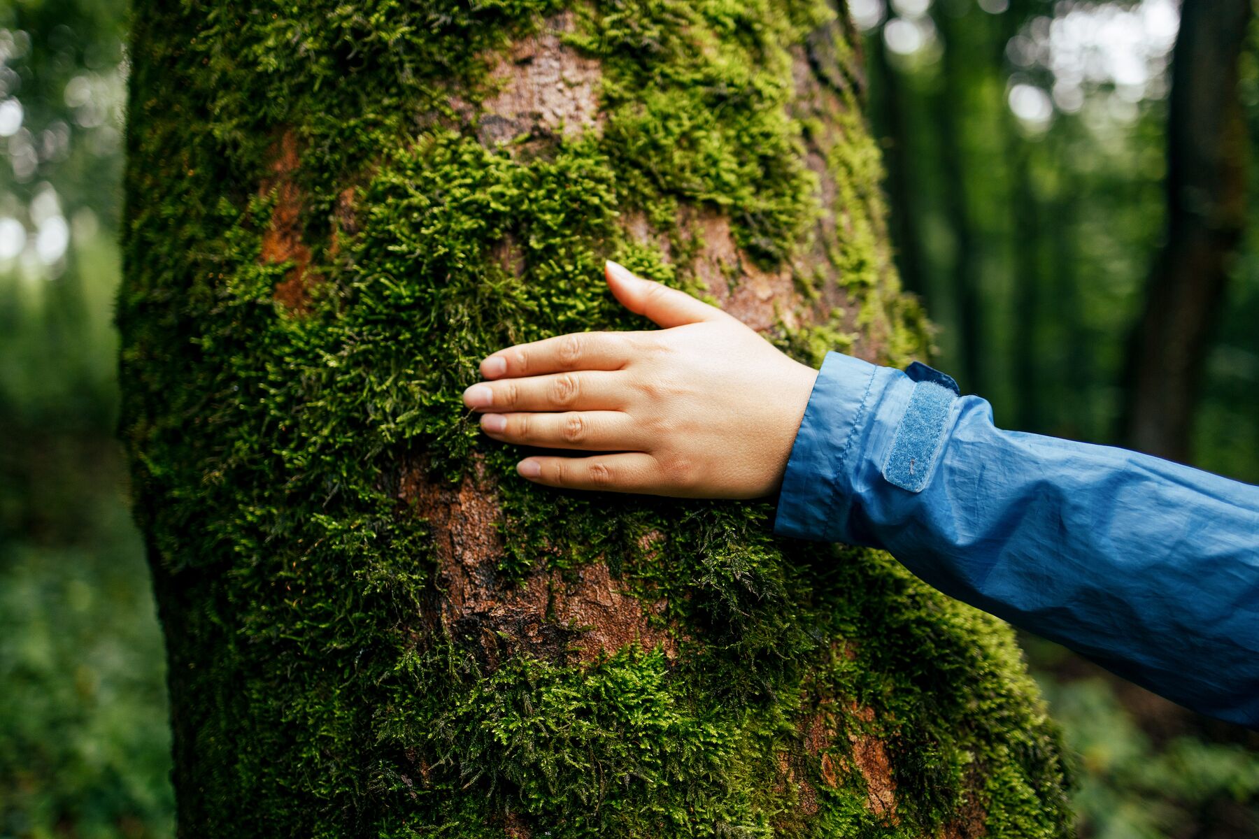 The image shows a person placing a hand on a tree trunk